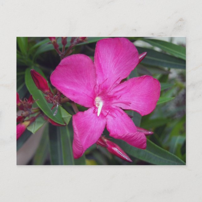 Fucshia Oleander Photo Postcard (Front)