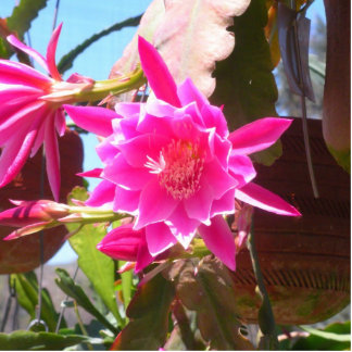Fucsia Epiphyllum Standing Photo Sculpture