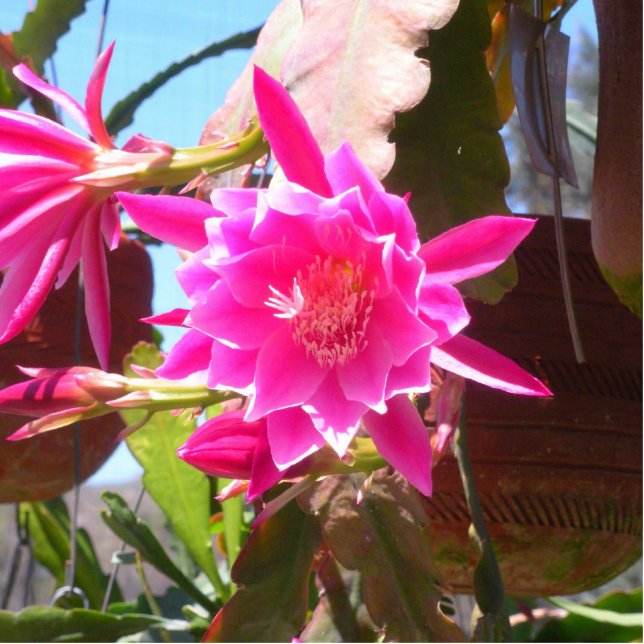 Fucsia Epiphyllum Standing Photo Sculpture (Front)