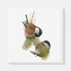 Fuertes' Chestnut-backed Chickadee Magnet