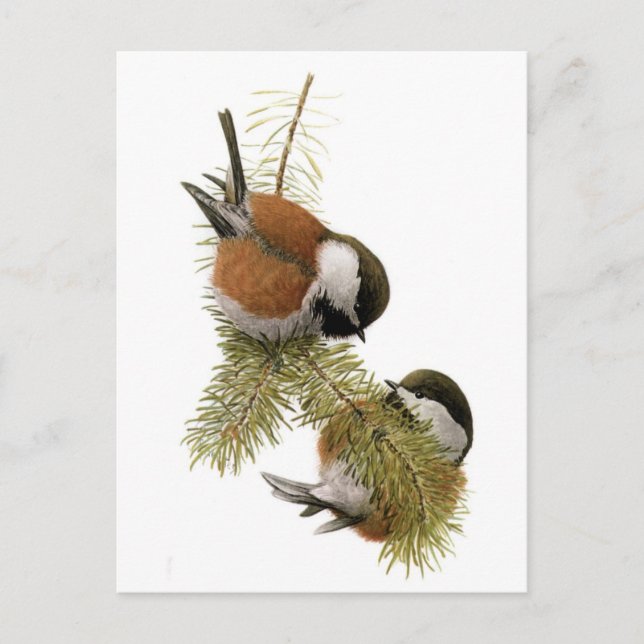 Fuertes' Chestnut-backed Chickadee Postcard (Front)