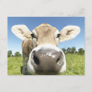 Fuessen, Bavaria, Germany Postcard