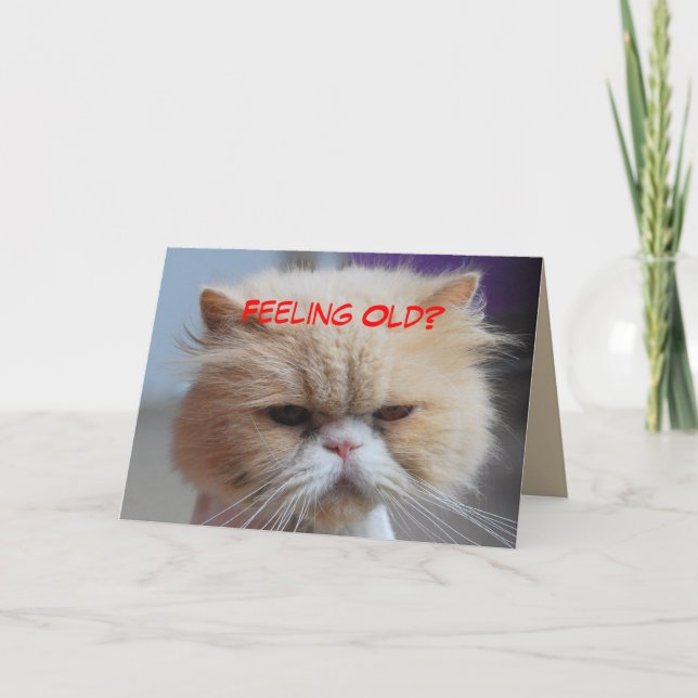 Fuggeddaboudit Persian Cat Humor Card (Front)