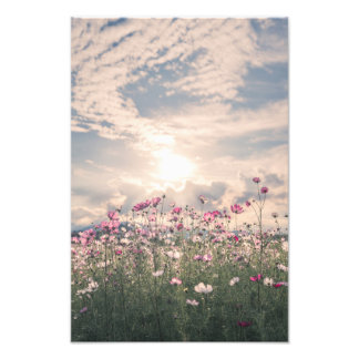 Fujiwara Palace Site, cosmos Photo Print