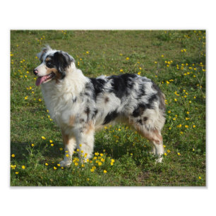 full 2 australian shepherd photo print