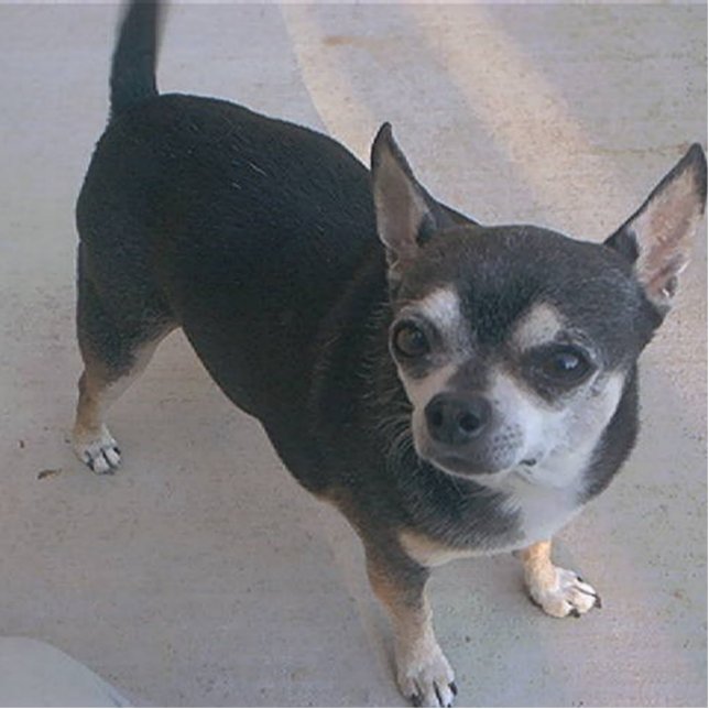 full 3 Chihuahua Photo Sculpture Key Ring (Front)