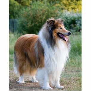 full 5 rough collie photo sculpture key ring