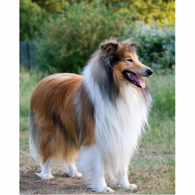 full 5 rough collie photo sculpture key ring (Front)