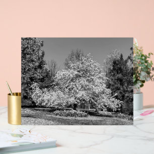 Full Bloom in Black and White Acrylic Sign