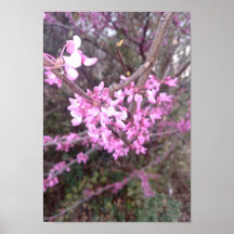 Full Bloom