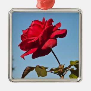 Full Bloom Rose at the Rose Bowl, Pasadena Califor Metal Tree Decoration
