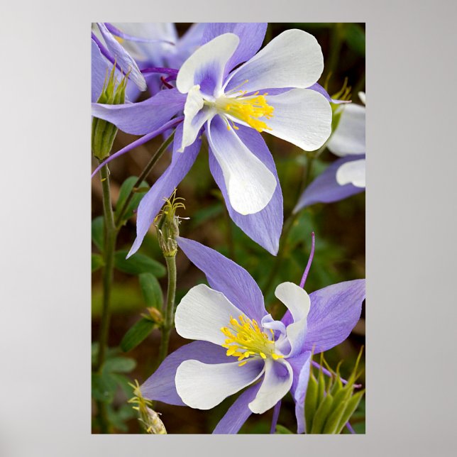 Full Frame Columbine Poster (Front)
