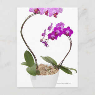 Full frame Orchid isolated on a white background Postcard
