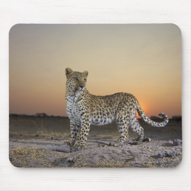 Full length view  of  Leopard (Panthera pardus) Mouse Mat (Front)