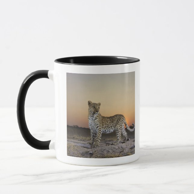 Full length view  of  Leopard (Panthera pardus) Mug (Left)