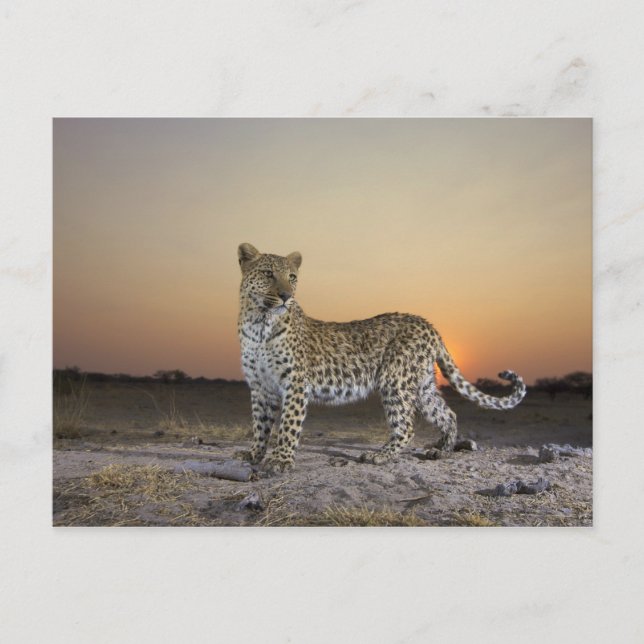 Full length view  of  Leopard (Panthera pardus) Postcard (Front)