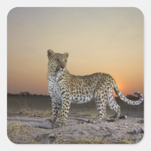 Full length view  of  Leopard (Panthera pardus) Square Sticker