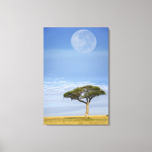 Full moon above acacia trees, Masai Mara, Canvas Print