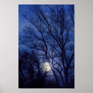 Full moon and moonlight shining through trees poster