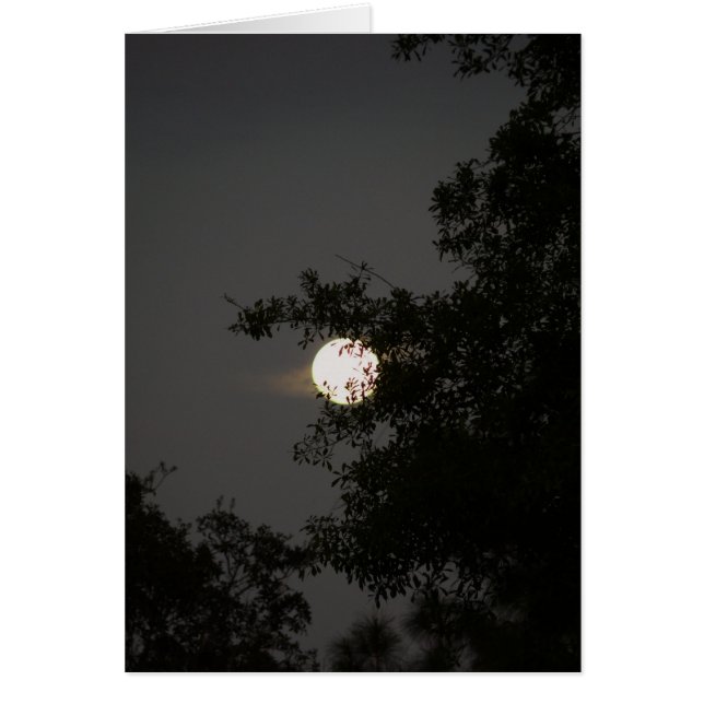 Full Moon Beauty (Front)