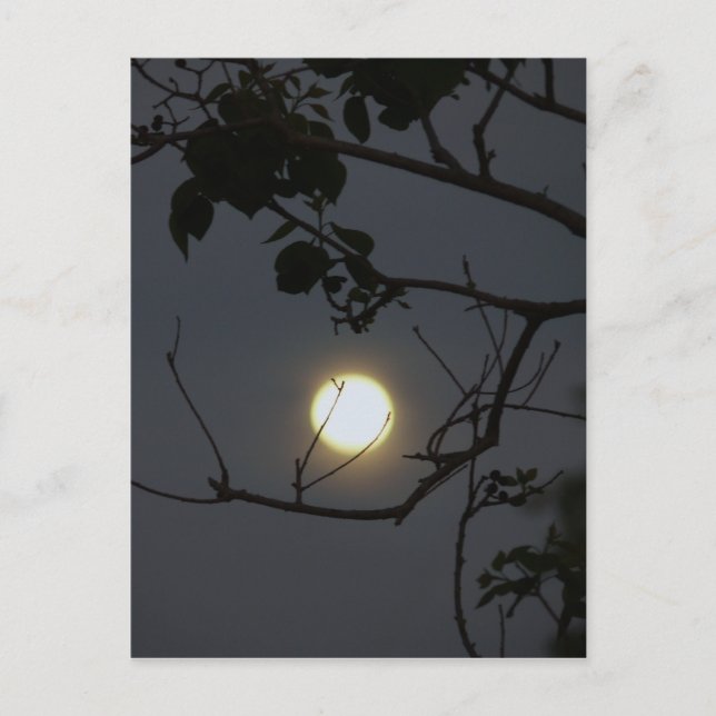 Full Moon Madness Postcard (Front)