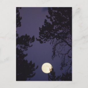 Full Moon Postcard