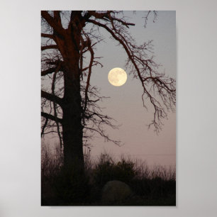 Full Moon Through Tree Branches Poster
