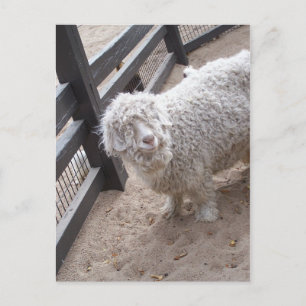 Full of Wool Postcard