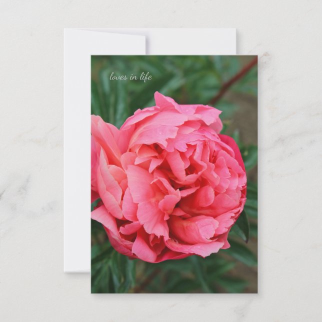 Full Pink Peony  Card (Front)