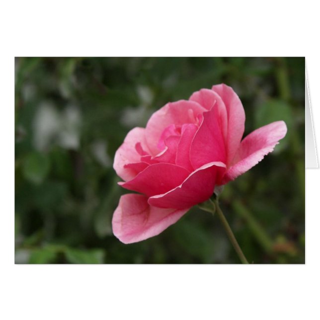 Full Pink Rose (Front Horizontal)