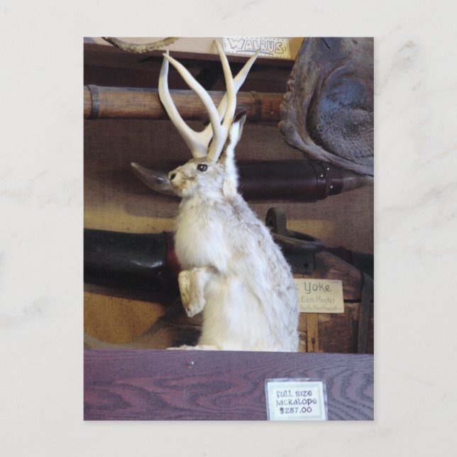 Full Size Jackalope $287.00 Postcard (Front)
