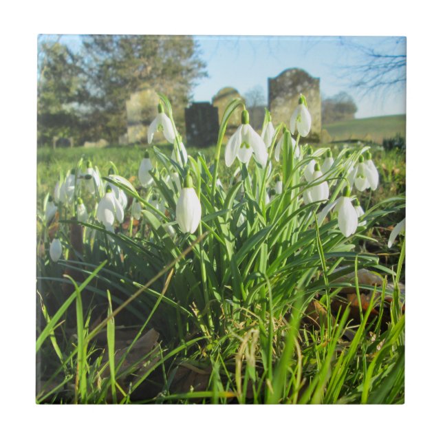 Fully Bloomed Churchyard Snowdrops - Ceramic Tile (Front)