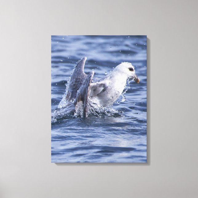 Fulmar nature photo canvas print (Front)