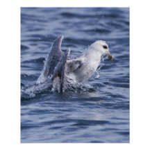 Fulmar nature photo poster