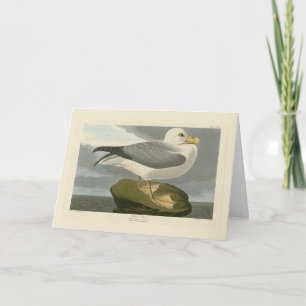 Fulmar Petrel from Audubon's Birds of America Card