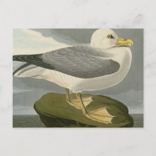 Fulmar Petrel Postcard
