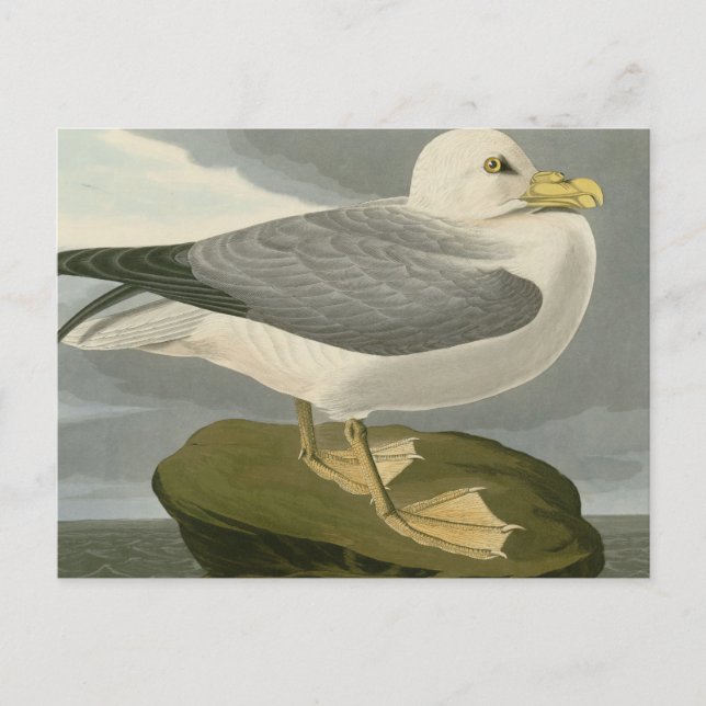 Fulmar Petrel Postcard (Front)