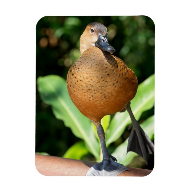 Fulvous Whistling Duck On Rail Magnet (Vertical)