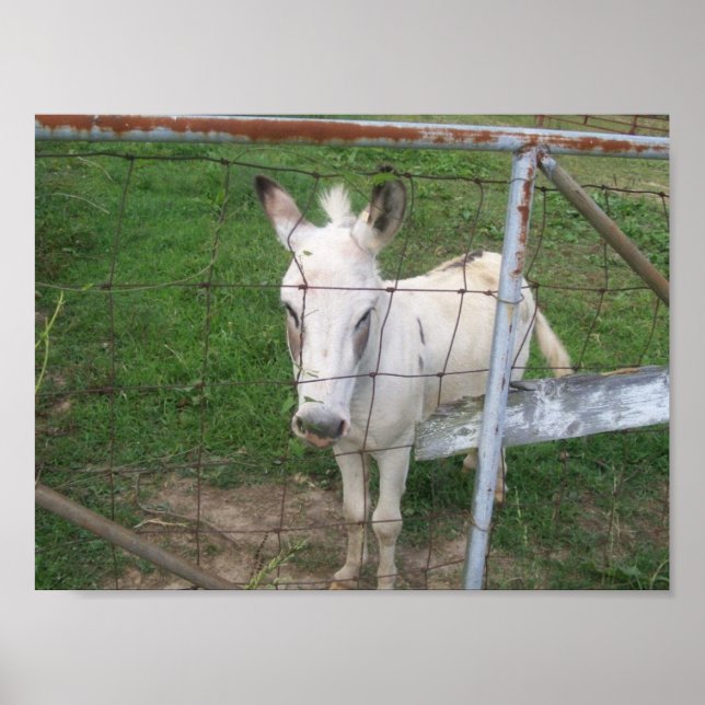 Fun Albino Mule Photo  Poster (Front)