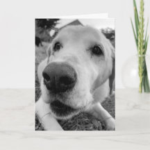 fun and up close of Ed the old yellow lab