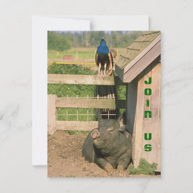 FUN BARNYARD FARM PARTY PEACOCK & HOG INVITATION (Front)