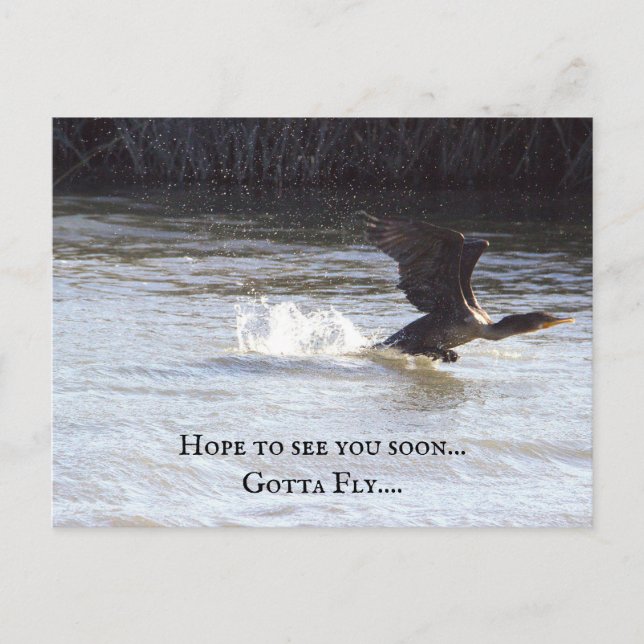 Fun Bird Postcard (Front)