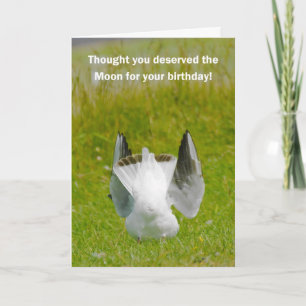Fun Birthday Card - Mooning Seagull