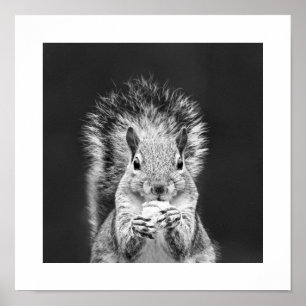 Fun Close Up Cute Squirrel Wildlife Art Poster