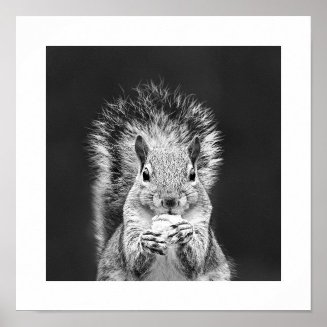 Fun Close Up Cute Squirrel Wildlife Art Poster (Front)