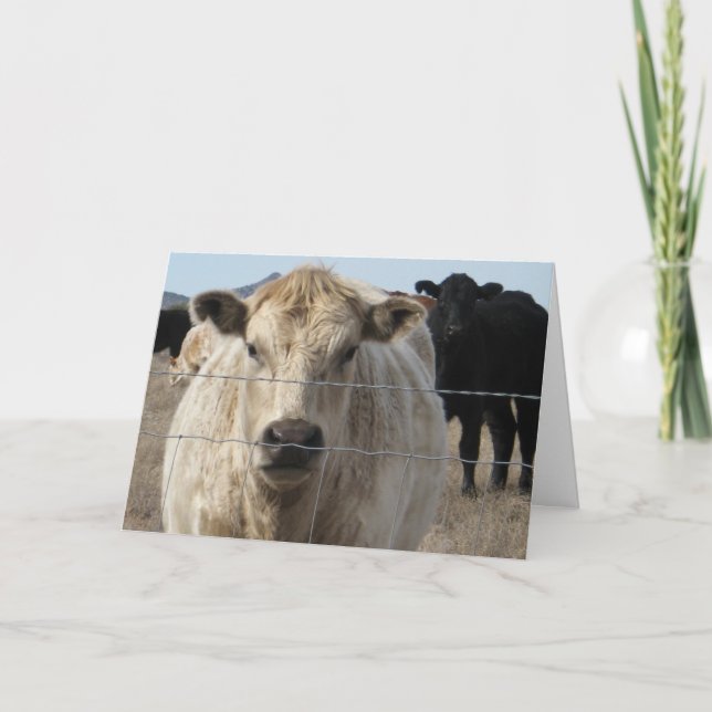 Fun Congratulations Graduation Ranch Farm Animals Card (Front)