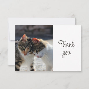 Fun Cute Kittens Cats   Thank You Card