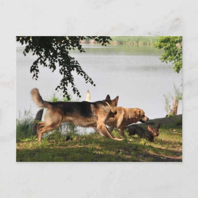 Fun, fun, fun! postcard (Front)