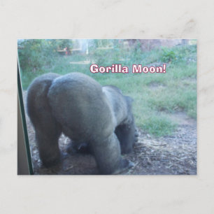 Fun Gorilla Moon Postcard