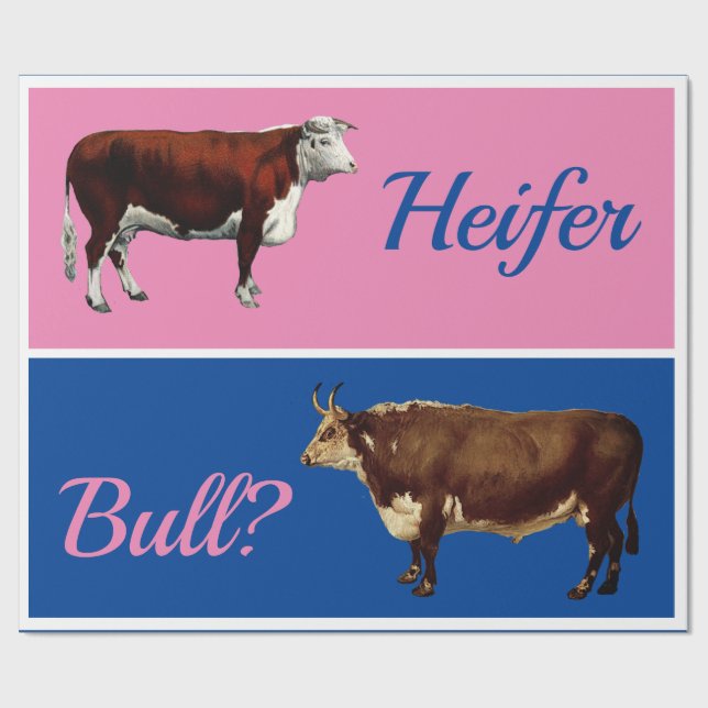 Fun Heifer or Bull Gender Reveal with Cattle Wrapping Paper (Flat)